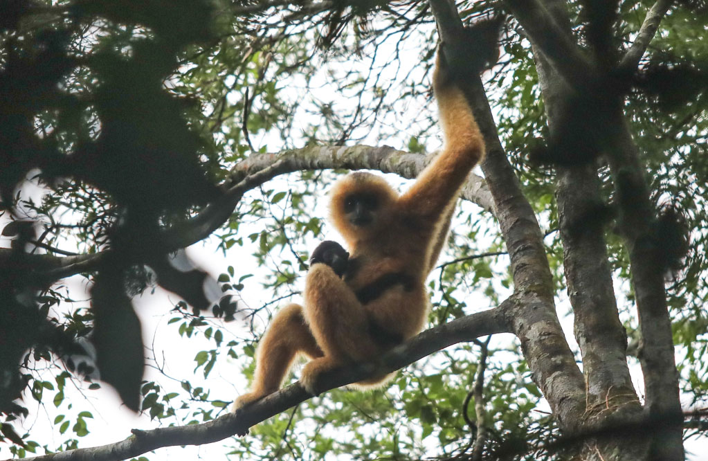 2020年8月23日，海南白沙黎族自治县热带雨林里，一只怀抱幼崽的雌性海南长臂猿栖息在树上。新华社记者 蒲晓旭 摄