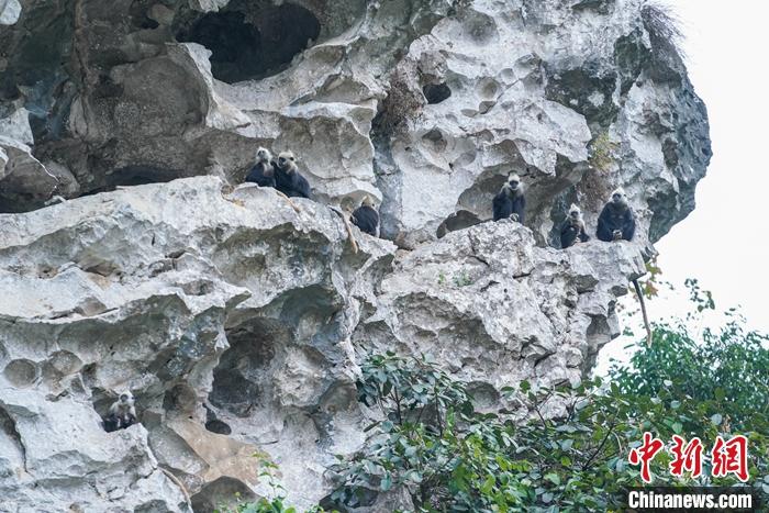图为2020年12月25日，崇左白头叶猴保护区内的白头叶猴。<a target='_blank' href='http://www.chinanews.com/'>中新社</a>记者 陈冠言 摄