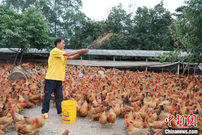 在平果市新安镇道峨村下甫新村，村民黄少收忙着喂鸡。　陈秋霞 摄