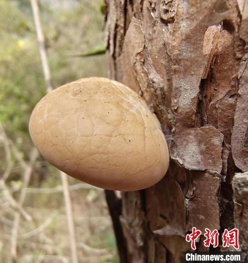 图为秦岭隐孔菌。　(陕西理工大学供图)