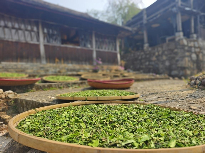 景迈山家家户户开始采茶、制茶。李茂颖摄