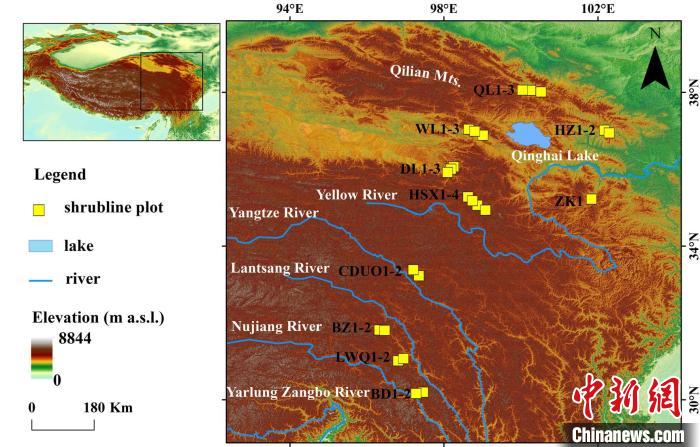 80年爬升59.3米青藏高原柳属高山灌木线也登山攀高