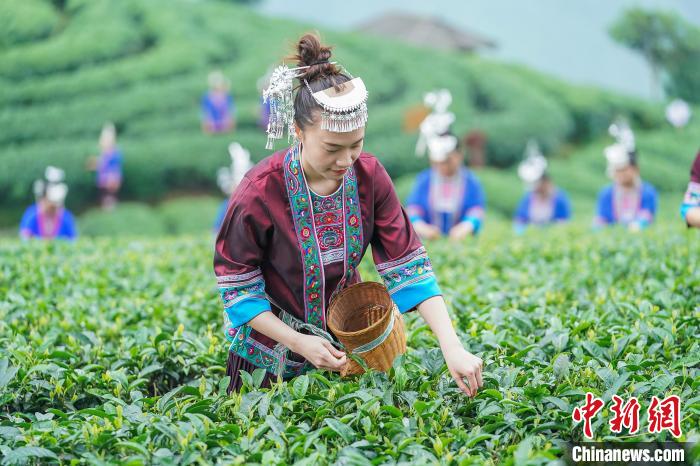 采茶人在广西三江侗族自治县布央村仙人山茶场采茶。龚普康 摄