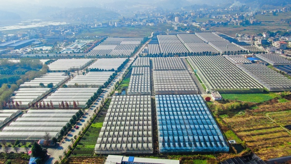 毕节市七星关区 泰丰园区大棚种植基地，林添伟摄