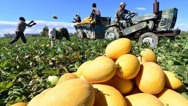 新疆水果借“一带一路”畅销海外高端市场