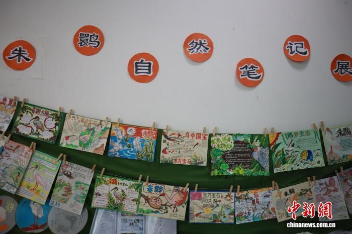 9月20日，陕西汉中朱鹮国家级自然保护区内的朱鹮自然笔记展，展示洋县南街小学学生作品。　中新网记者 李一璠 摄