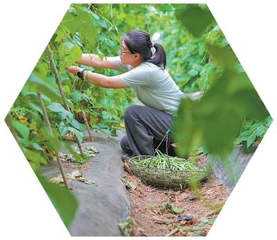 王瑜在采摘四季豆。章国华摄