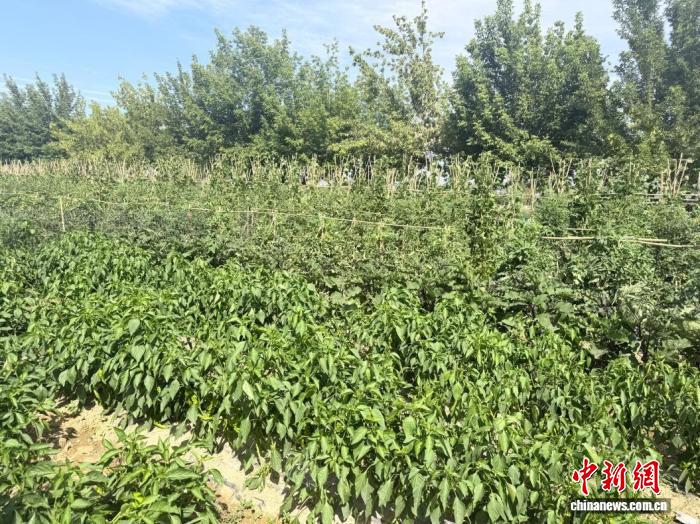 图为共享菜园里种植的时令蔬菜。焦佳淼 摄