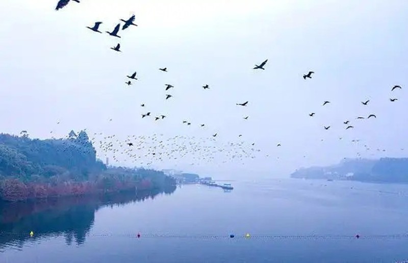 长寿湖上候鸟翔集。长寿区融媒体中心供图