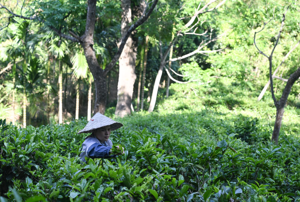 毛纳村茶农在茶园采茶(4月10日摄)。 新华社记者 杨冠宇 摄