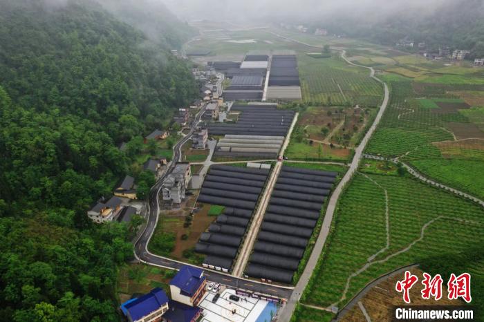 马倌屯村现代农业产业园。杭州对口支援局 供图
