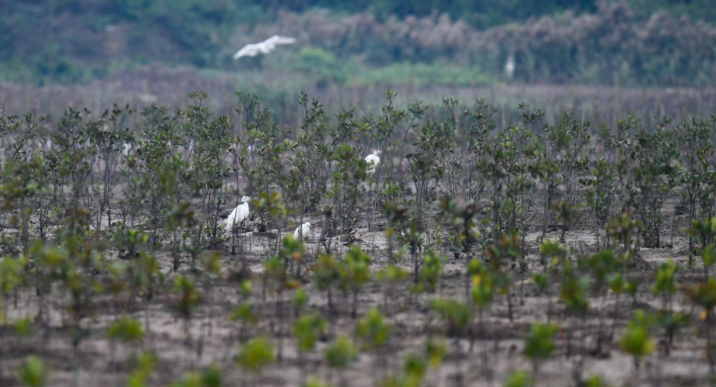 2020年12月23日，鹭鸟在海南东寨港栽种好的红树林内活动。新华社记者 杨冠宇 摄