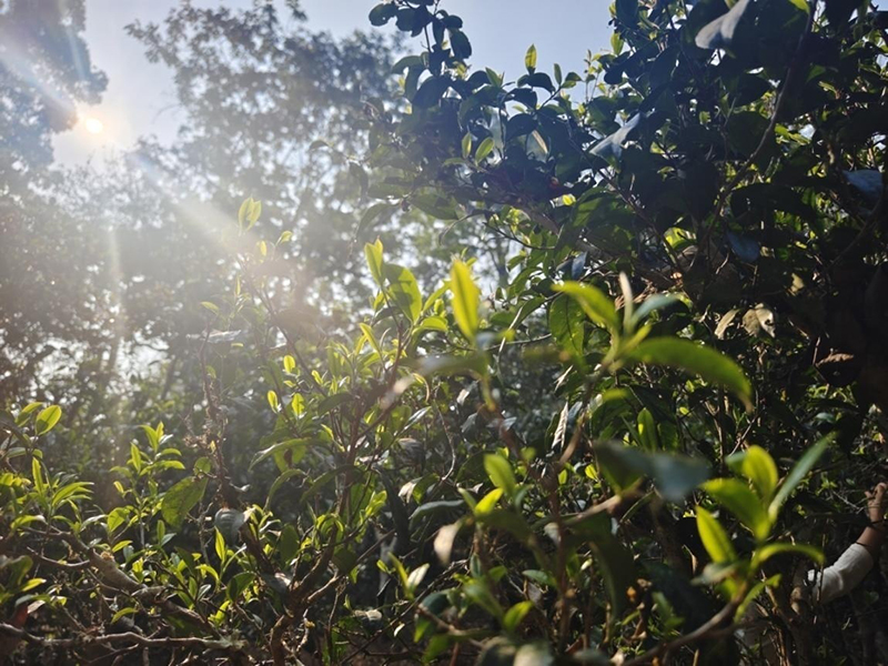 阳光洒进景迈山古茶园。李茂颖摄