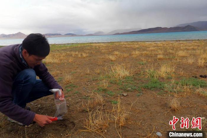 科考队员在拉果错湖岸边采集科研样品。　<a target='_blank' href='http://www.chinanews.com/'>中新社</a>记者 孙自法 摄