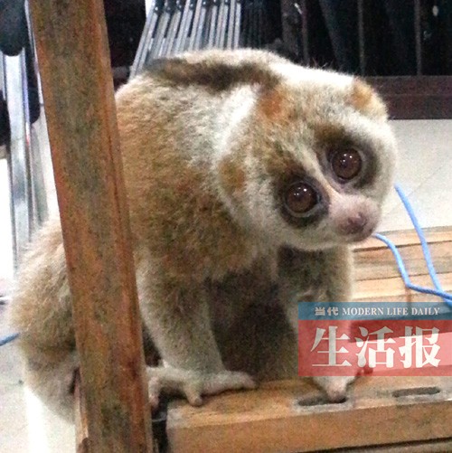 珍稀动物蜂猴夜里在南宁瞎逛 咬伤民警还卖萌(图)