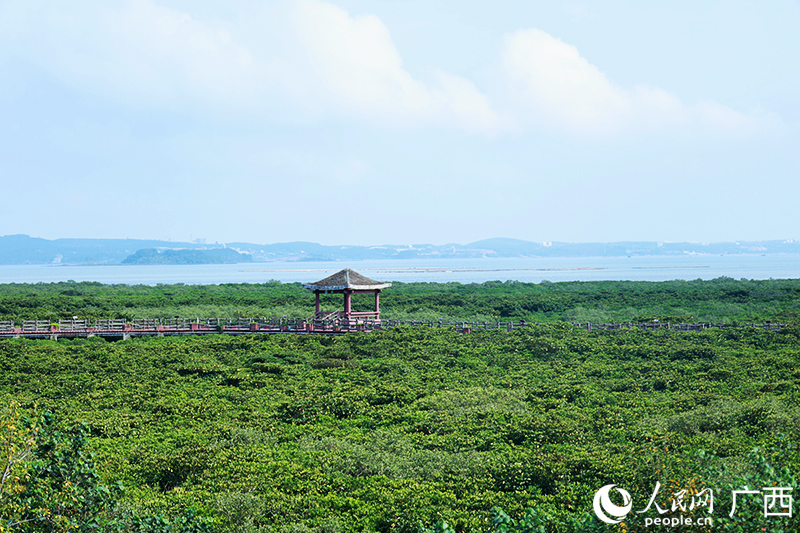 红树林湿地美景。人民网 韦欢摄
