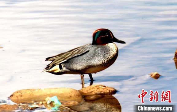 青海玛可河国家湿地公园鸟类监测新增10种