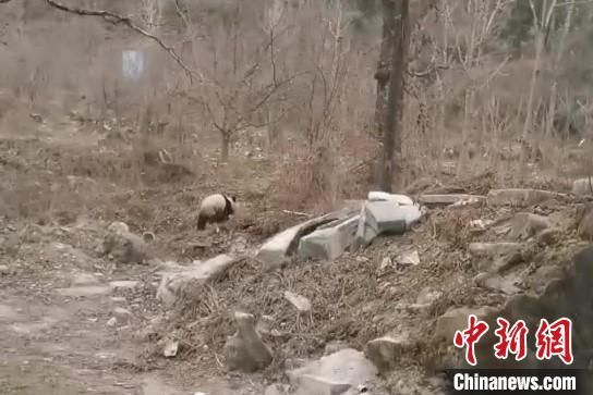 图为野生大熊猫现身“熊猫村”。张忠平供图