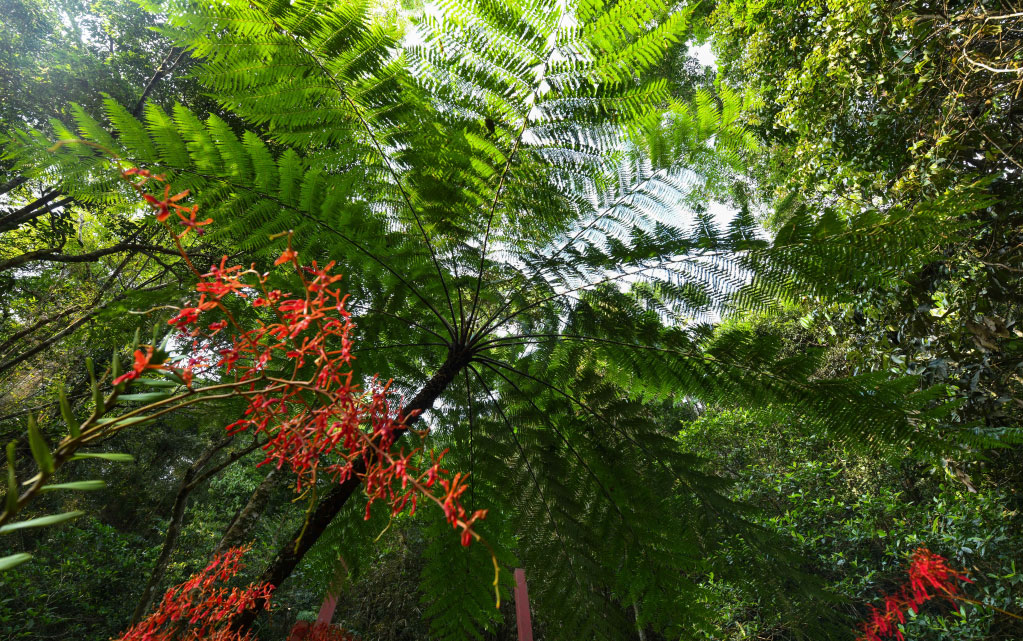 2022年4月12日，海南热带雨林国家公园核心区域五指山，热带植被类型多样。新华社记者 杨冠宇 摄