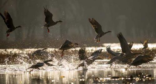 拉鲁湿地的斑头雁（图片来源：新华网）