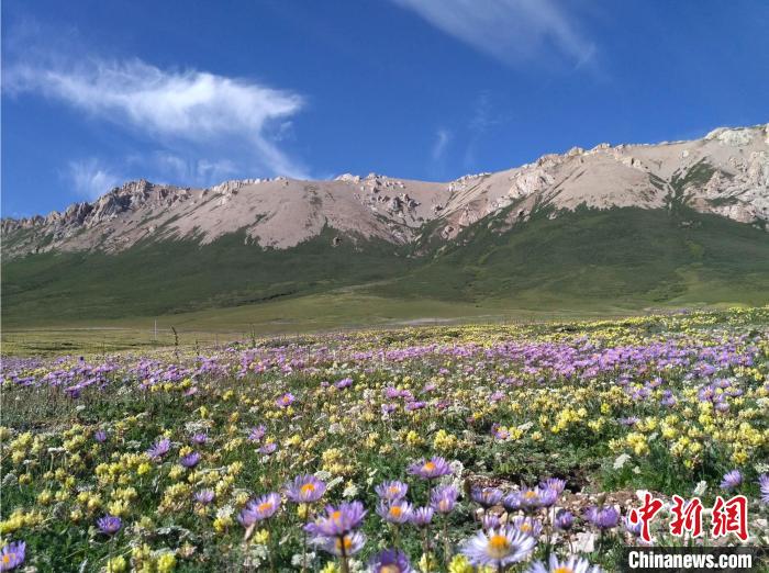 青藏高原灌木线景观。　中科院青藏高原所 供图