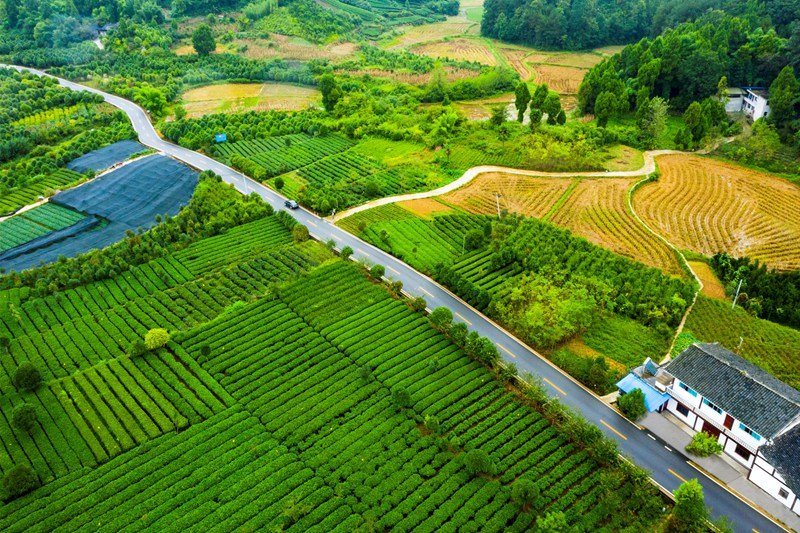 湄潭县湄潭27°茶海路,荣获2020年度全国“十大最美农村路”。图片由贵州省公路局提供 湄潭县湄潭27°茶海路,荣获2020年度全国“十大最美农村路”。图片由贵州省公路局提供